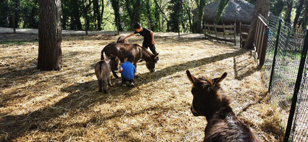 Moment de complicité avec la ânes des Cabanes du Varon 